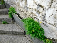 Grün ... in jeder Ritze
