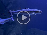 Im Untergeschoß des Polariums ... (fast) hautnah regionale Fische