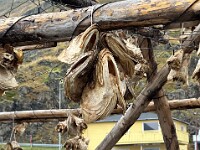 Der äußerlich nach der gleichen Methode (schwanzweises Paarbinden) hergestellte Klippfisch ist vom Stockfisch zu unterscheiden: Klippfisch wird vor der Trocknung stark gesalzen, Stockfisch wird ausschließlich getrocknet.  Stock- und Klippfisch waren ursprünglich ein sogenanntes „Arme-Leute-Essen“, da Kabeljau in ausreichender Menge gefangen wurde.