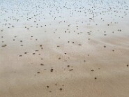 unbenannt-63-8 Wattwürmer am Strand in Sables
