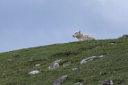 Waterstein-74-16 Doch nur ein -schaf