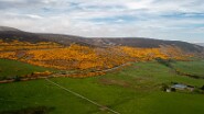 DJI_0963-5 Ginster ohne Ende fast überall