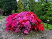 IMG_5114-71 Rhodo