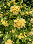 IMG_0008-8