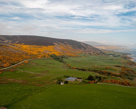 DJI_0962-4 Ginster ohne Ende fast überall