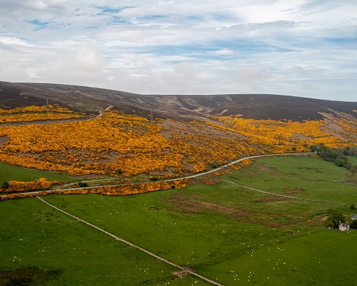 DJI_0963-5 Ginster ohne Ende fast überall