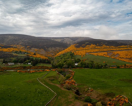 DJI_0972-8 Ginster ohne Ende fast überall