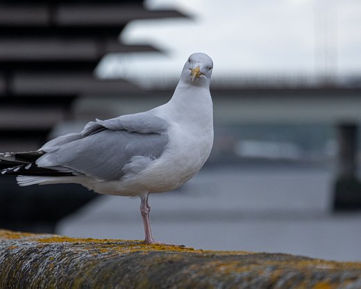 DSCF9171-124 Besucher