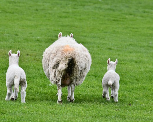 850_9055-8 Fast überall gegenwärtig