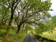 IMG_6117-5 Am Strassenrand