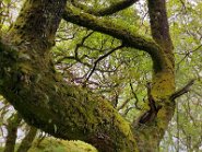 IMG_6121-8 Faszinierend, aus dem Moos des Baumes (links unten) wächst der Farn