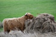 850_8983-4 Schottische Hochlandrinder, Heu oder Fell ... nur ein Farbunterschied